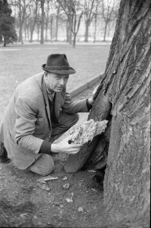 Sanierung der Linden am Schloßplatz.