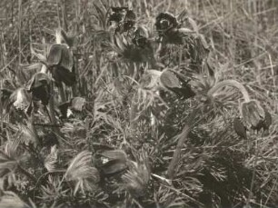 Wiesen-Kuhschelle (Pulsatilla pratensis), auch Wiesen-Küchenschelle und Schwarz-Küchenschelle. Wachtelberg südlich Wurzen
