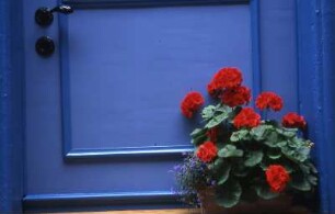 Harz - Blaue Haustür mit Geranien : Geranientopf vor einer blauen Haustür. Aufgenommen im Harz, ca. 1998
