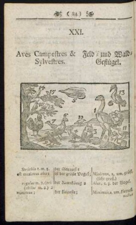 XXI. Aves Campestres & Sylvestres. Feld- und Wald- Geflügel