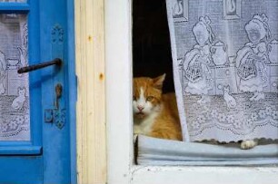 Frankreich. Haute Normandie. Seine Maritime. Dieppe. Katze auf der Fensterbank