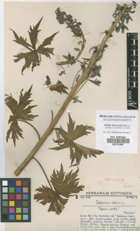 Delphinium elatum L.