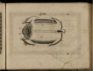 Ill. "Ente" zu S. 40