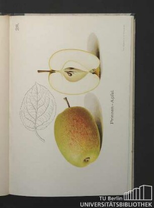28. Prinzen-Apfel.