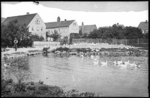 Luppa. Quellteich mit Schwänen