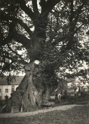 Collmer Gerichtslinde : Collm bei Oschatz, sogenannte Gerichtslinde auf dem Kirchhof