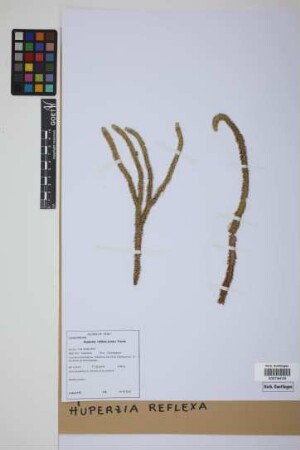 Phlegmariurus reflexus (Lam.) comb. ined.