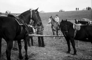 Vogtsburg: Pferde des Reitturniers