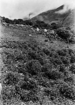 Chacra mit Oka und Olluco : Vegetation an einem Berghang