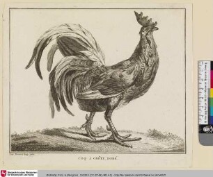 COQ A CRÊTE, DORÉ [Hahn mit goldenem Kamm]