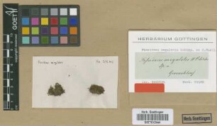 Fissidens megalotis Schimp. ex Müll.Hal. [isotype]
