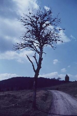 Schwarzwald. Landschaft am Feldberg (?) mit Eberesche