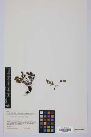 Cheilanthes guanchica Bolle