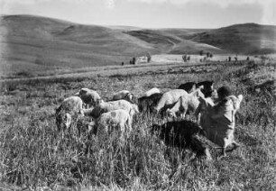 Viehweide (Forschungsreise in die Große Kabylei 1942)