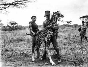 Massai und Kolonialsoldat mit Giraffe : Ein Massai und ein deutscher Kolonialsoldat mit einer wenigen Tagen alten Giraffe