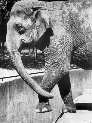 Hamburg. Tierpark Hagenbeck. Elefant in der Außenanlage am Wassergraben