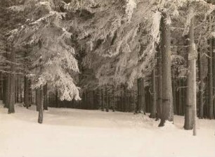 Steinbach im Erzgebirge. Steinbacher Forst am Heusteig im Winter. Raureif auf Nadelbäumen