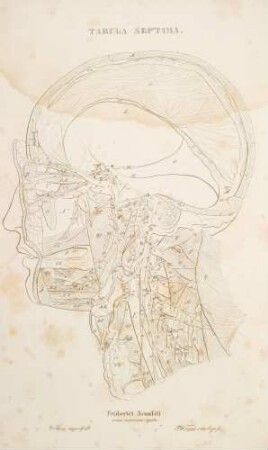 Caput viri adulti, cujus sinistrum latus ostendit nervum trigeminum et ramum tympanicum nervi glossopharyngei (Lineartafel)