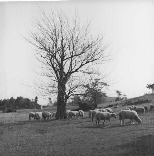 Greenport, Suffolk County, Schafe auf der Weide