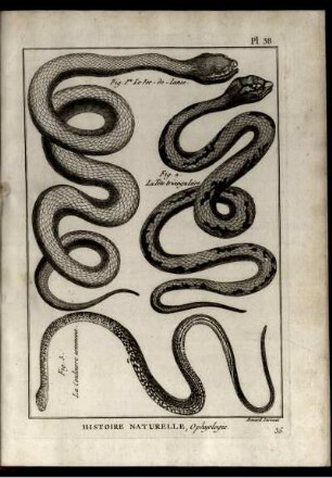 Pl. 38