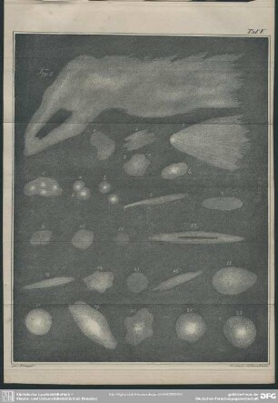 Taf. V, Fig. 1-22