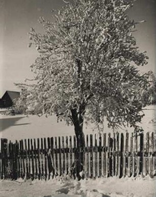 Winter bei Rübeland im Harz. Verschneiter Baum in einem Garten