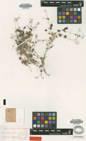 Galium kurdicum Boiss. & Hohen. [type]