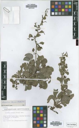 Limonium braunii (Bolle) A.Chev.