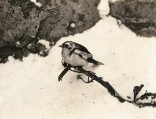 Europa. Schneeammer (Plectrophenax nivalis)