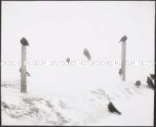 Auf Pfählen sitzende Vögel im Schnee (Altersgruppe 14-17)