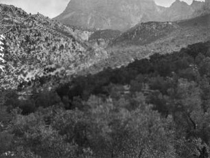 Tal von Fornalutx : Blick in ein Bergtal mit Olivenbäumen