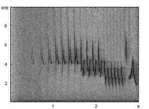 Buchfink | Fringilla coelebs - Gesang
