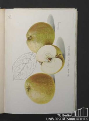 19. Graue Herbst-Renette.
