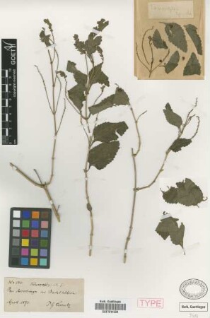 Tamonopsis spicata Griseb.