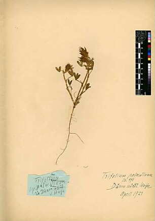 Leguminosae Trifolium palaestinum Boissier, Edmond (1810 - 1885) [Haifa, Cheifa, Hefa]