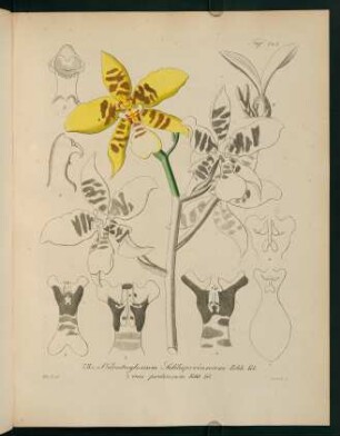 143r-143v, Odontoglossum Schlieperianum