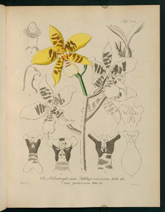 143r-143v, Odontoglossum Schlieperianum