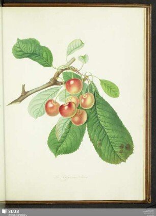The Biggarraux Cherry