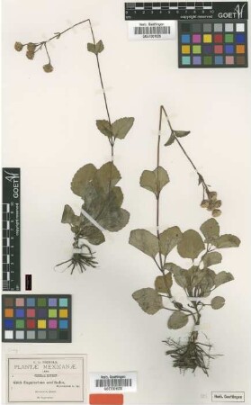 Eupatorium oreithales Greenm. [type]