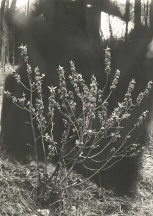 Echter Seidelbast (Daphne mezereum), auch Echt-Seidelbast, Gewöhnlicher Seidelbast oder Kellerhals. Blühender Strauch bei Meißen