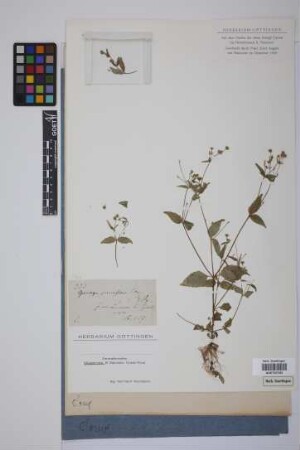 Galinsoga parviflora Cav.