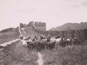 China, Große Mauer beim Nankou-Paß mit Ziegenherde