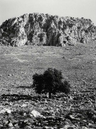 Einsamer Baum in einer Felsenlandschaft