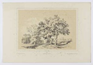 Bäume, Blatt 26 der Folge "Landschaftsstudien"