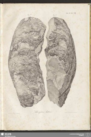 Fasc: IV. Tab: XVIII. Schizopteris lactuca