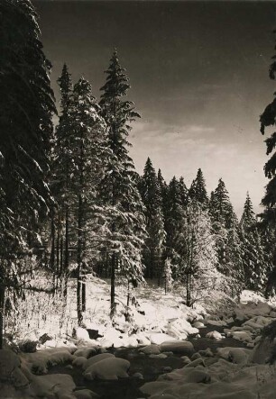 Winterwald in Thüringen bei Oberhof
