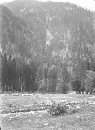Berghang : Vegetation an einem Berghang.