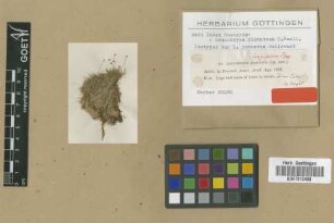 Leucobryum robustum Sull. [isotype]