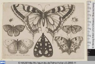 Fünf Schmetterlinge, eine Motte und zwei Käfer