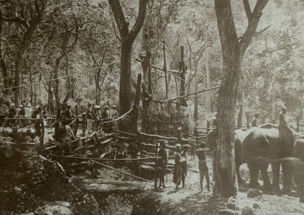 Chasse à l'éléphant